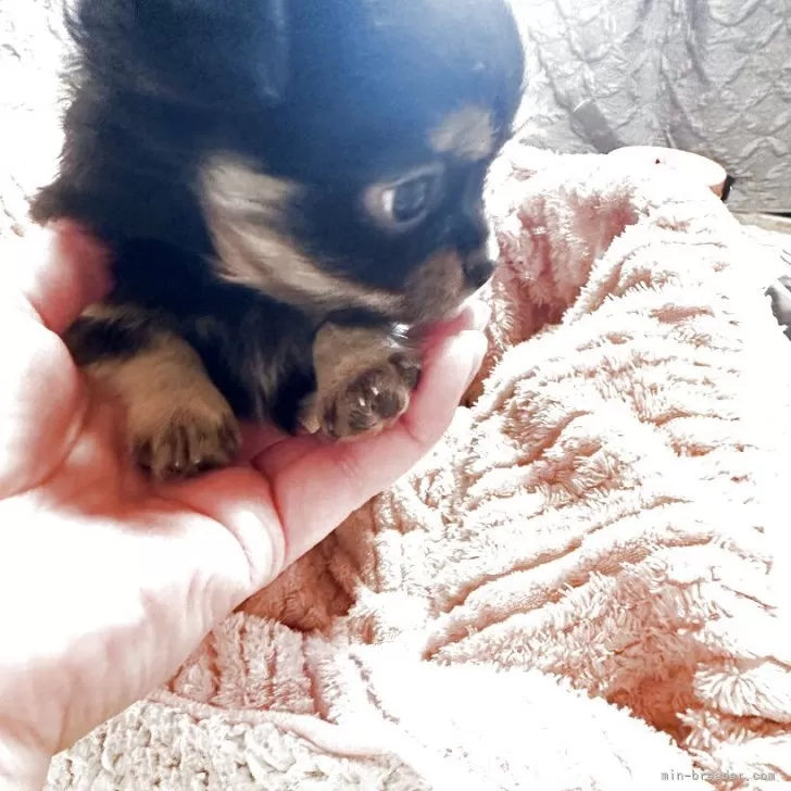 チワワ(ロング)【埼玉県・男の子・2025年9月26日・ブラックタン&amp;ホワイト】の写真1「離乳食を開始。ご飯も残さず食べます。」