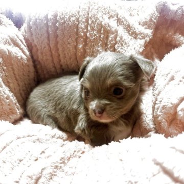 チワワ(ロング)【埼玉県・女の子・2025年10月13日・ブルーターン&ホワイト】の写真「珍しい毛色です🐶」