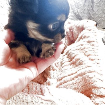 チワワ(ロング)【埼玉県・男の子・2025年9月26日・ブラックタン&ホワイト】の写真「実物の方がかわいいです🩷」