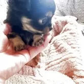 チワワ(ロング)【埼玉県・男の子・2025年9月26日・ブラックタン&ホワイト】の写真1「離乳食を開始。ご飯も残さず食べます。」