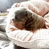 チワワ(ロング)【埼玉県・女の子・2025年10月13日・ブルーターン&ホワイト】の写真2