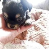 チワワ(ロング)【埼玉県・男の子・2025年9月26日・ブラックタン&ホワイト】の写真3