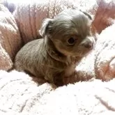 チワワ(ロング)【埼玉県・女の子・2025年10月13日・ブルーターン&ホワイト】の写真5