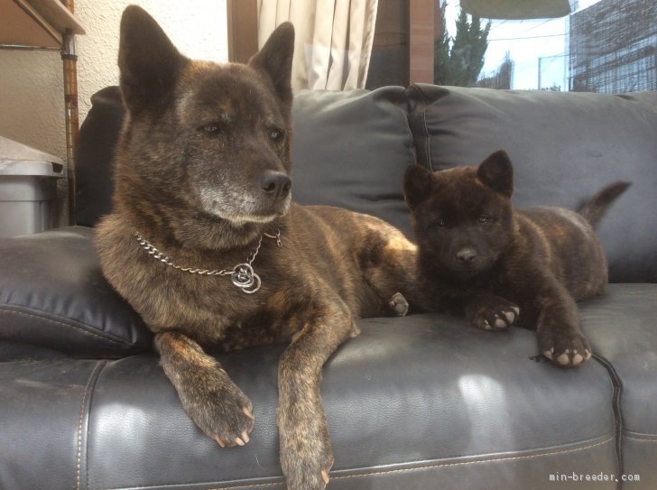 栃木県でおすすめの甲斐犬のブリーダー特集 みんなのペットライフ