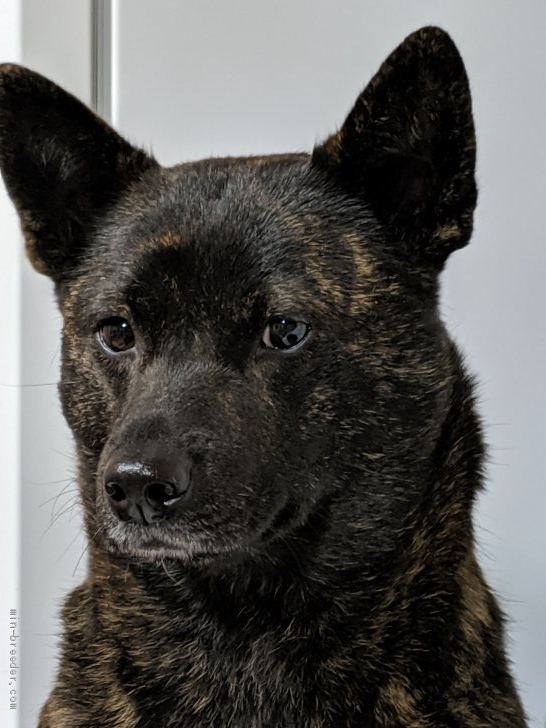 黒虎の母犬です。｜益子　良夫(ましこ　よしお)ブリーダー(栃木県・甲斐犬・甲斐犬愛護会登録)の紹介写真3