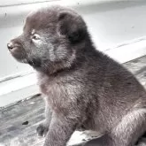 甲斐犬