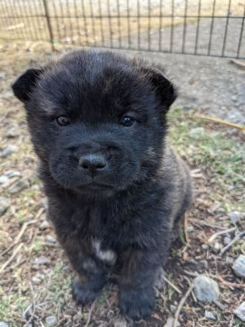 甲斐犬【栃木県・男の子・2021年12月22日・赤虎】の写真「赤虎の父犬似で綺麗な虎毛が出ています。」