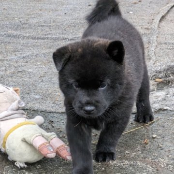 甲斐犬【栃木県・男の子・2024年4月22日・黒毛に赤虎毛が出ています。】の写真「黒毛に虎毛が出ています。体型も良いバランスです。」