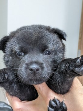 甲斐犬【栃木県・女の子・2021年7月17日・黒虎】の写真「中虎になりそうな毛色が出ています。」