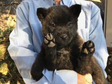 甲斐犬【栃木県・男の子・2021年12月12日・中虎】の写真「胸に白がちょこんとある中虎毛の男の子です。」