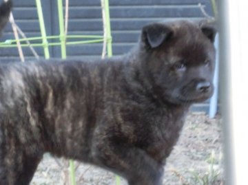 甲斐犬【栃木県・男の子・2011年11月29日・中虎】の写真「」