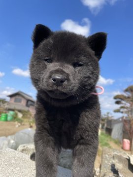 甲斐犬【栃木県・女の子・2023年1月18日・黒虎毛】の写真「穏やかな性格で、人間大好きな女の子です。」
