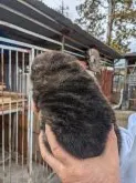 甲斐犬【栃木県・男の子・2021年12月22日・赤虎】の写真3「ムクムク、コロコロです。」