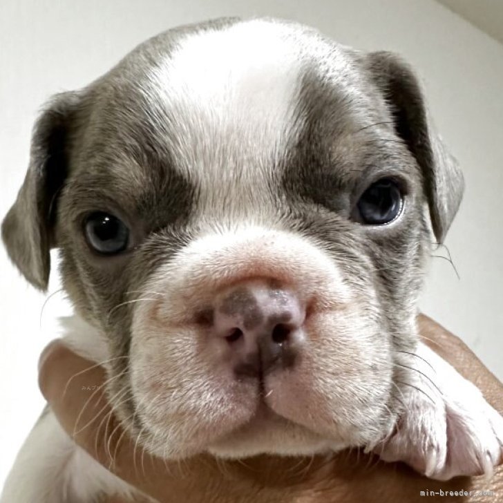 ブリーダー画像