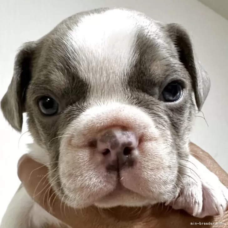 フレンチブルドッグ【福岡県・男の子・2025年10月20日・イザベラパイド】の写真1