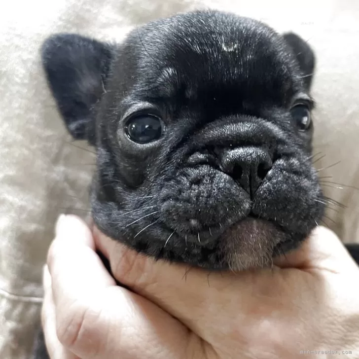 ID：2507-05454の子犬
