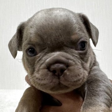 フレンチブルドッグ【福岡県・男の子・2025年10月20日・イザベラタン】の写真「綺麗な毛色で光の加減でシルバーに見えます。」