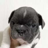 フレンチブルドッグ