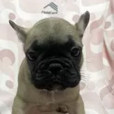 フレンチブルドッグ