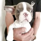 フレンチブルドッグ