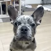 フレンチブルドッグ