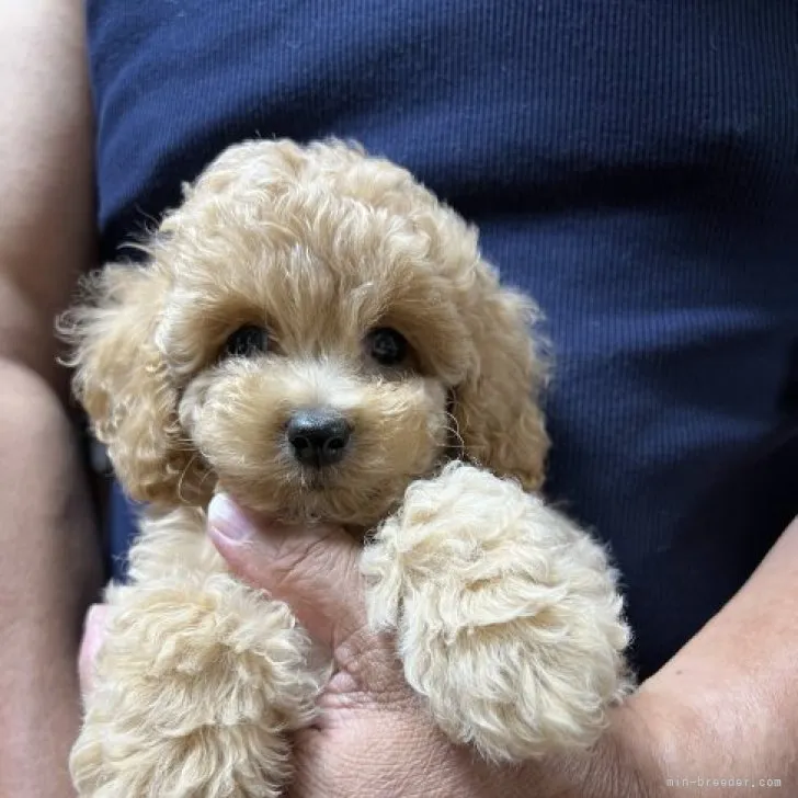 ID:2306-01493の子犬