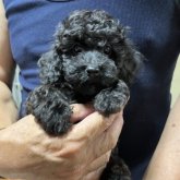 トイプードル(トイ)