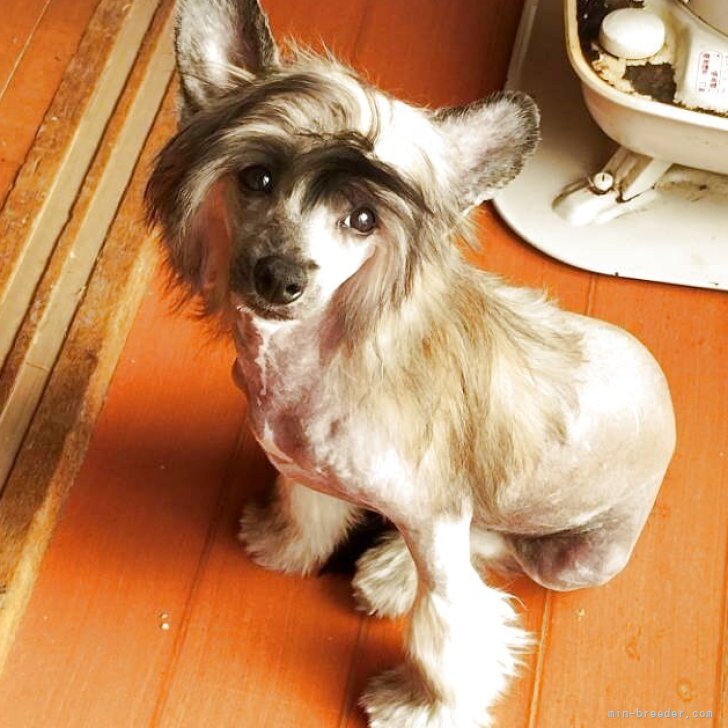 ブリーダー画像