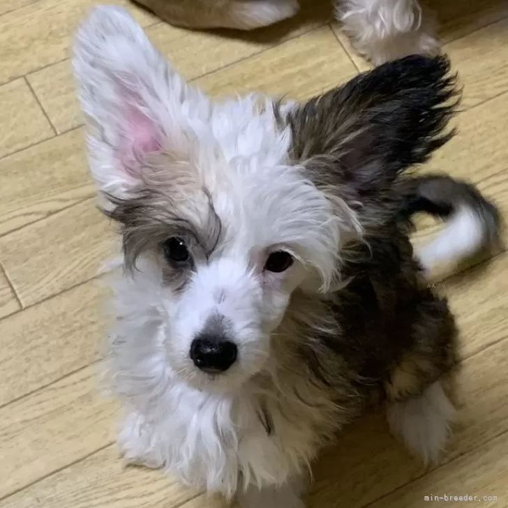 ID：2412-06418の子犬