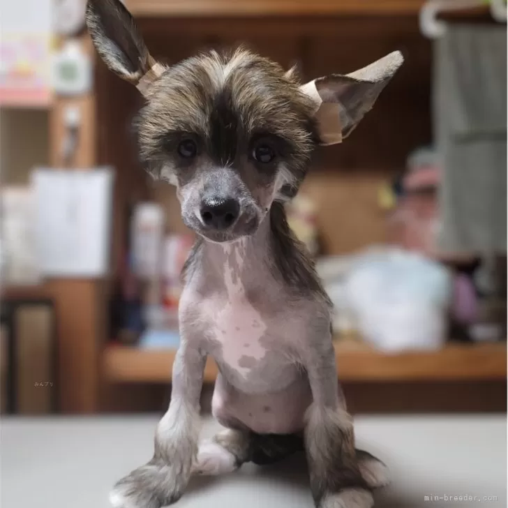 ID：2503-03755の子犬