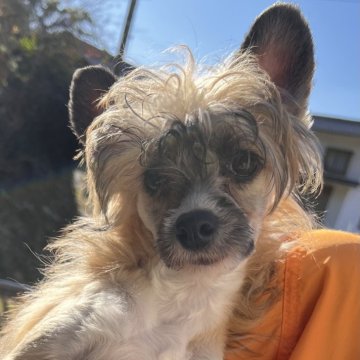 チャイニーズ・クレステッド・ドッグ【長野県・女の子・2025年6月14日・ブラウン】の写真「ゴロンでお腹をすぐだしちゃうよ」