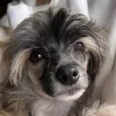 チャイニーズ・クレステッド・ドッグ