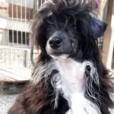 チャイニーズ・クレステッド・ドッグ