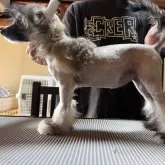 チャイニーズ・クレステッド・ドッグ【長野県・女の子・2025年6月14日・ブラウン】の写真3