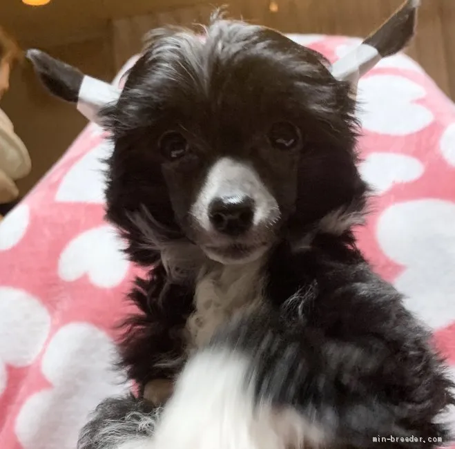 ID:1912-02644の子犬