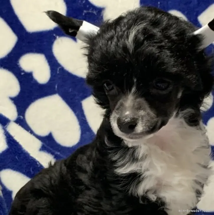 ID:2303-01341の子犬