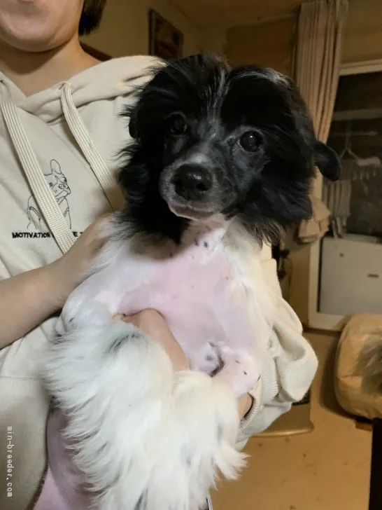 ID：2101-03140の子犬