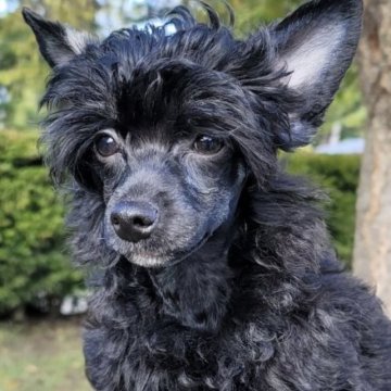 チャイニーズ・クレステッド・ドッグ【長野県・女の子・2023年6月19日・ブラック】の写真「白が限りなく少ない黒が綺麗な女の子」