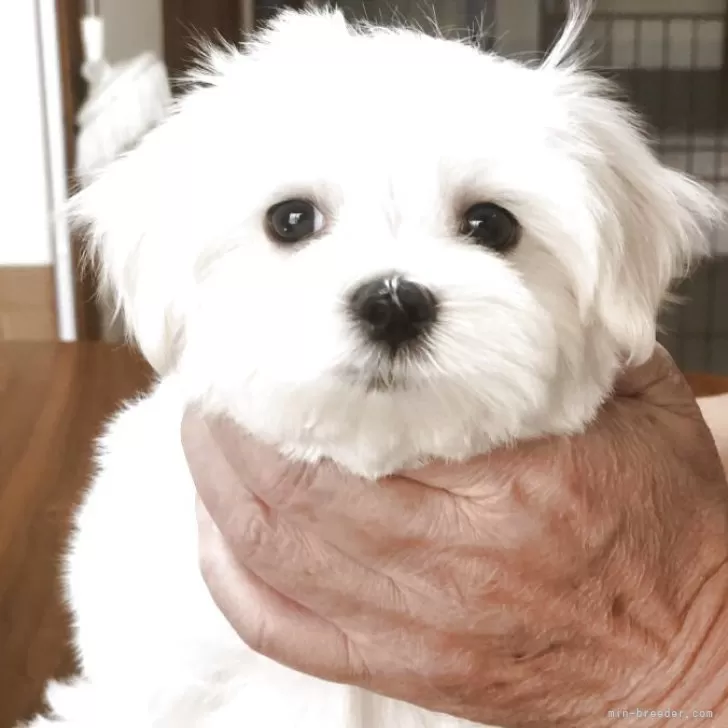 ID：2508-00630の子犬