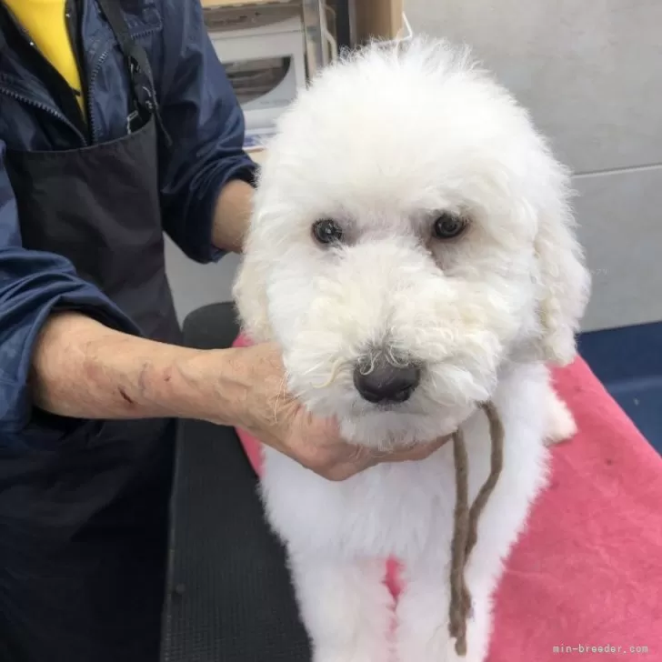 ID:2502-02089の子犬