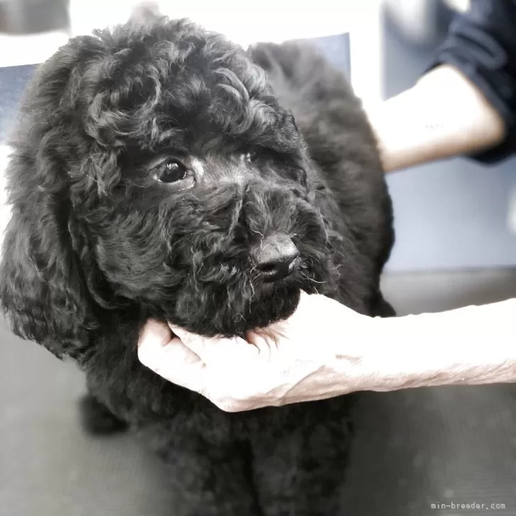ID:2504-05247の子犬