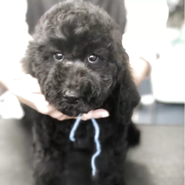 スタンダードプードル【三重県・女の子・2025年9月12日・ブラック】の写真1