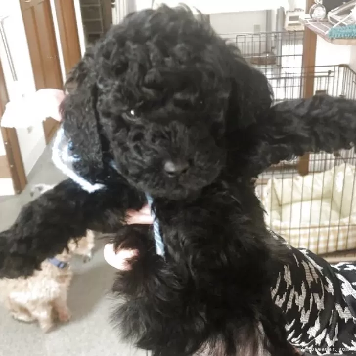 Y.S 様のお迎えした子犬