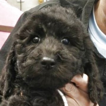 スタンダードプードル【三重県・男の子・2025年10月1日・ブラック】の写真「元気いっぱいに育ってます！」