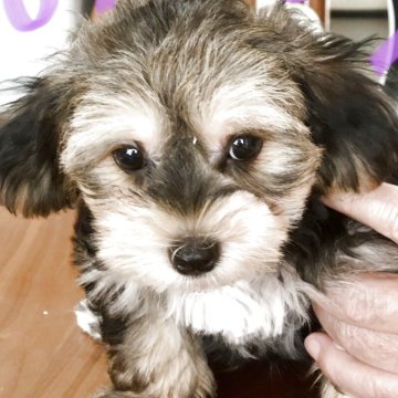 ヨープー(ヨークシャーテリア×トイプードル)の子犬を探す