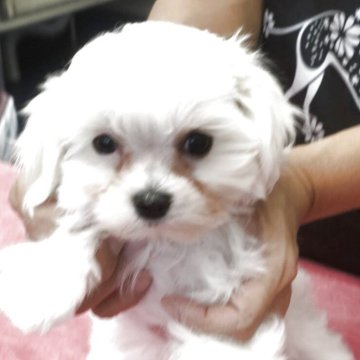 マルチーズ【三重県・女の子・2025年8月28日・ホワイト】の写真「すくすく元気いっぱいに育ってます」