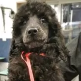 スタンダードプードル