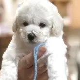 ビションフリーゼ