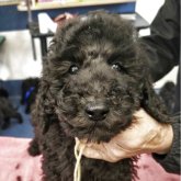 スタンダードプードル