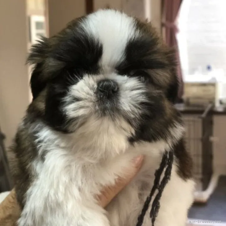 ID:2302-02832の子犬